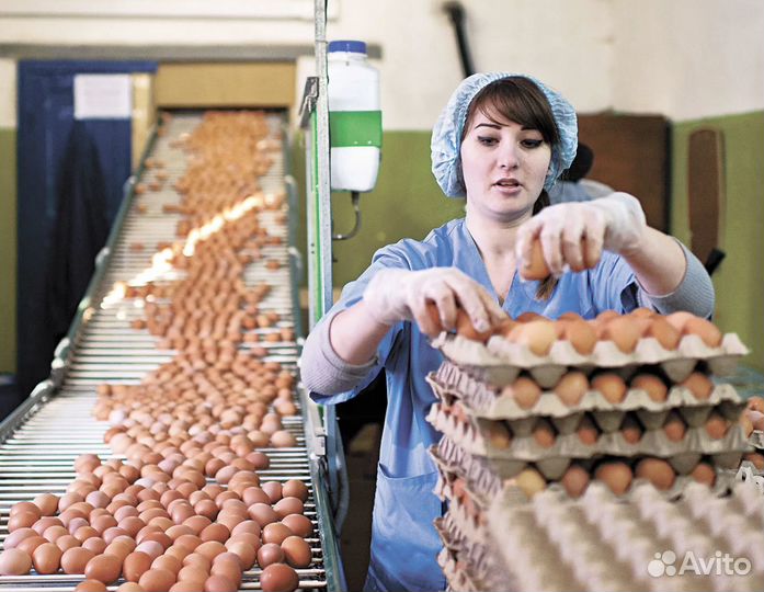 Вахта. Птицефабрика в Челябинске. Разнорабочий. Пр