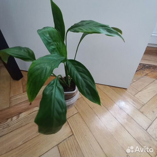 Спатифиллум