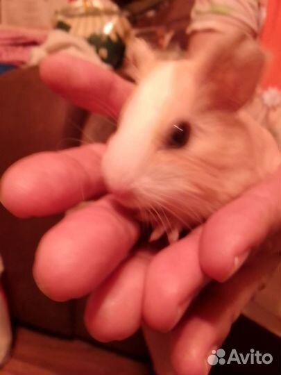 Морская свинка. Возраст 2 месяца