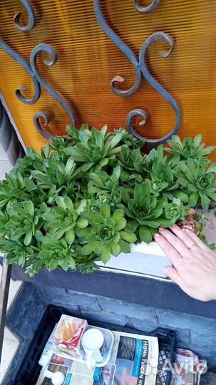 Каменная роза 20