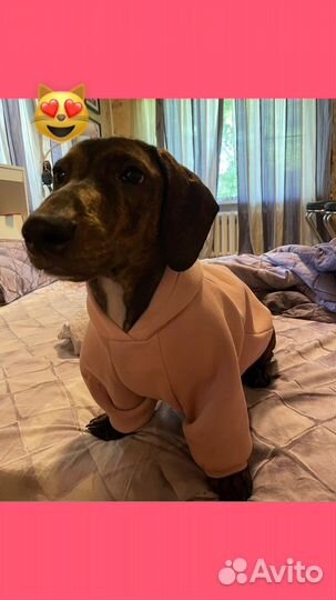 Вязка такса стандартная, кобель