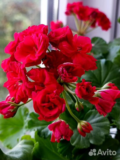 Ю Анна Каренина