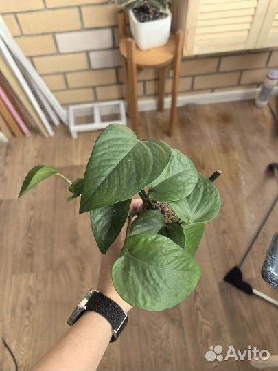 Сциндапсус