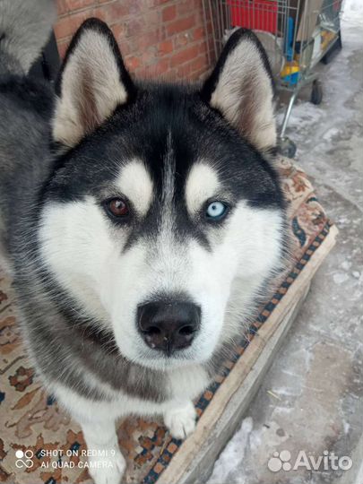 Молодой Персей