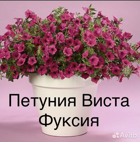 Петунии - гиганты: сортосерия Виста