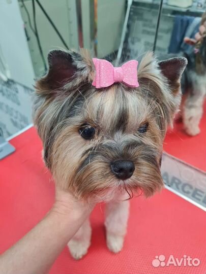 Стрижка, груминг кошек и собак