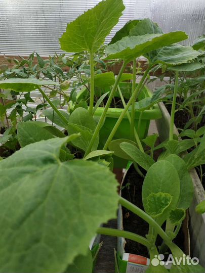 Рассада помидор, перца, баклажанов, цветов, капуст
