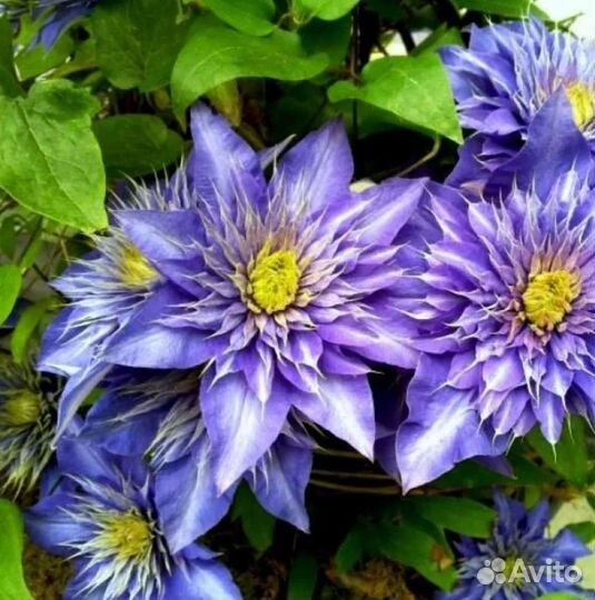 Саженцы клематиса