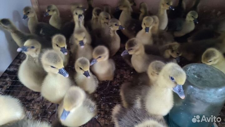 Бройлер, несушка, гусь, индейка, утка, цесарка