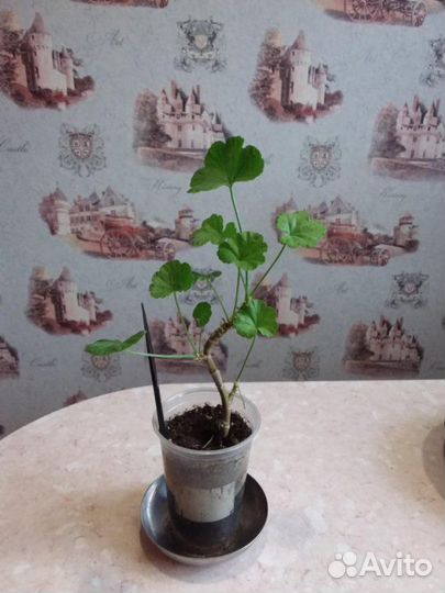 Герань комнатная розебудная. Red Rambler