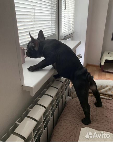 Чёрная жемчужина