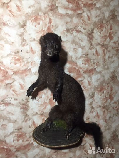 Норка осенняя