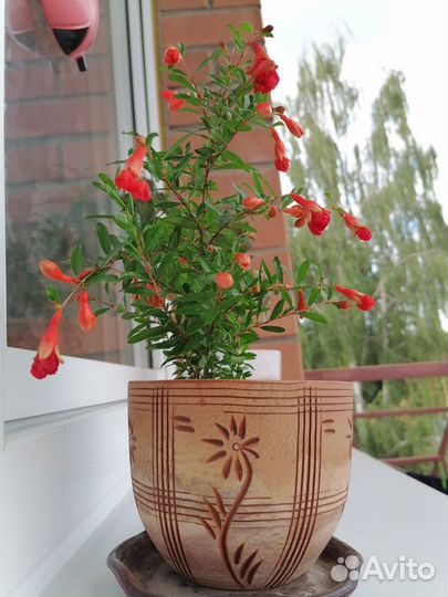 Гранат домашний