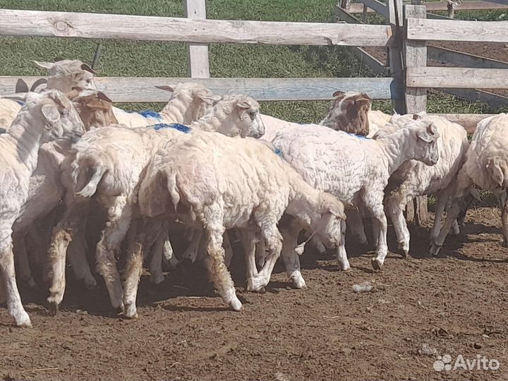 Курдючные бараны овцы