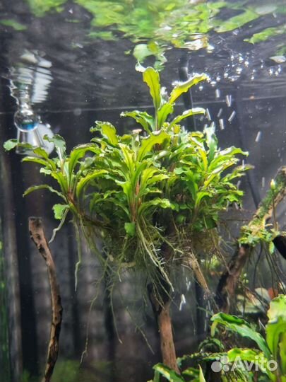 Аквариумные рыбки и растение буцефаландры, мхи