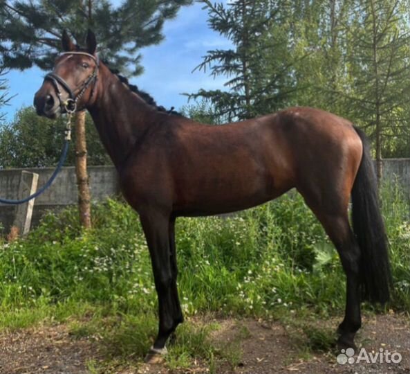 Лошадь пони класс