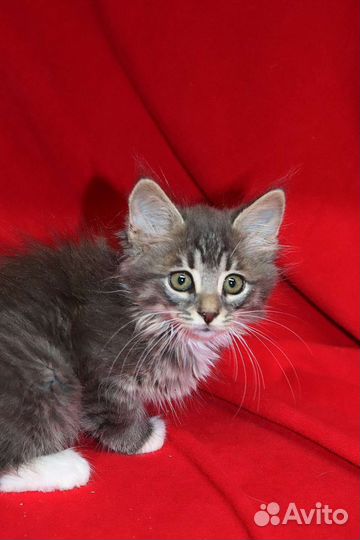 Серый Мальчик 3 мес