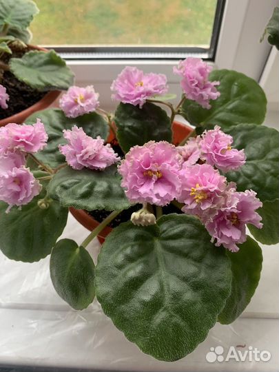 Фиалка цветущая в горшке