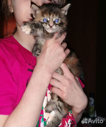 Мейн-кун девочки