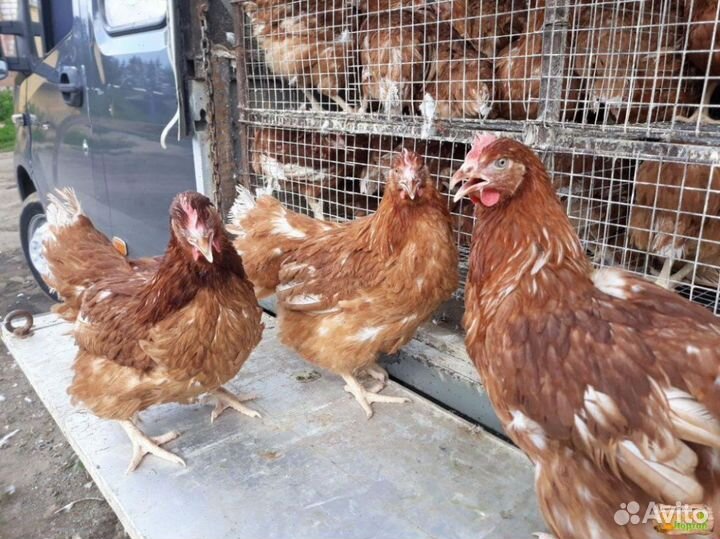 Куры несушки