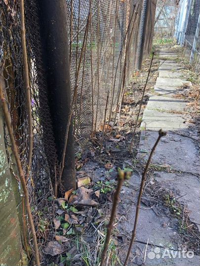 Сирень махровая сортовая