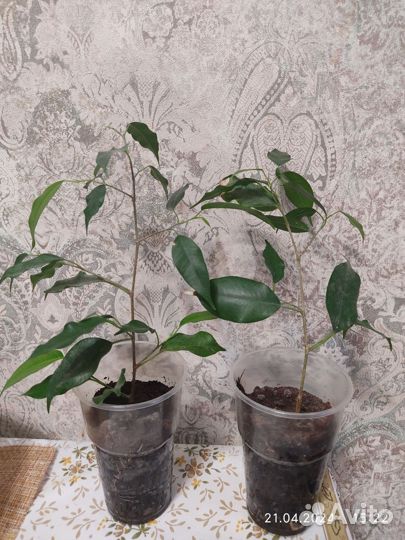 Фикус бенджамина