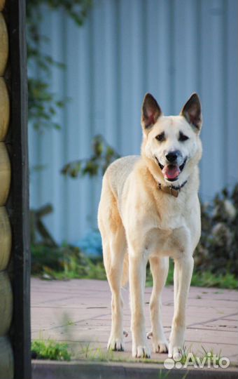 Собака в добрые руки