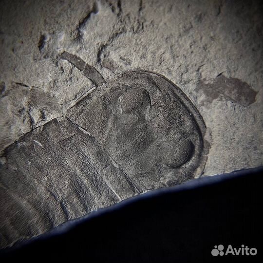 Ракоскорпион окаменелость ископаемый палеонтология