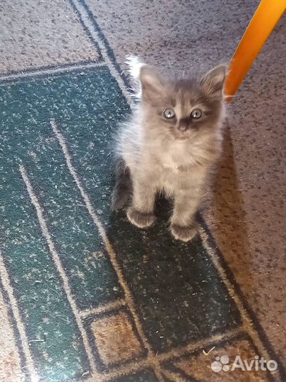 Котята в добрые руки бесплатно