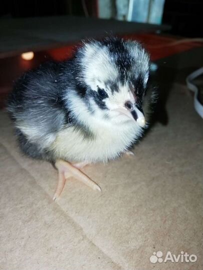 Цыплята несушки суточные и подрощенные