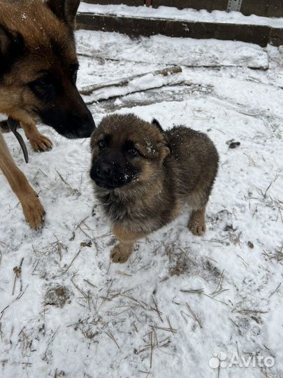 Щенки немецкой овчарки девочки