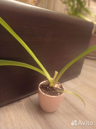 Гиппеаструм детки