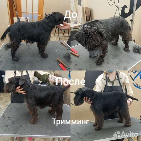 Уход за животными, грумминг,стрижка собак и кошек