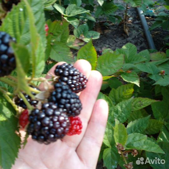 Куст ежевики без колючек