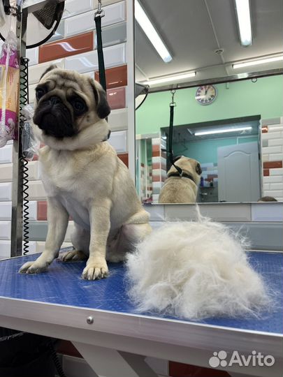 Груминг собак, кошек.Экспресс-линька,чистка зубов