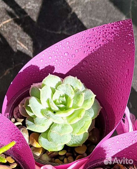 Суккуленты, кактусы