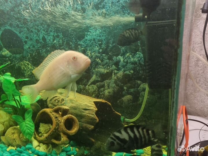 Цихлиды крупные