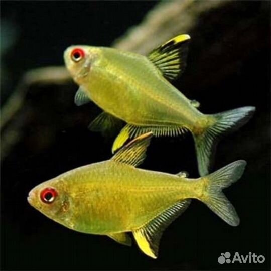 Меченосец, Моллинезия, гуппи, тетра