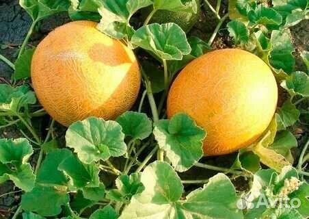 Рассада овощей