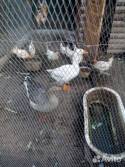 Гуси молодые