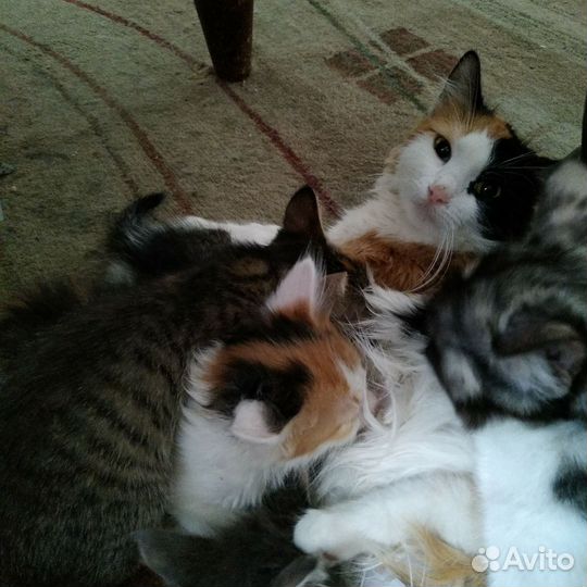 Красивые котята