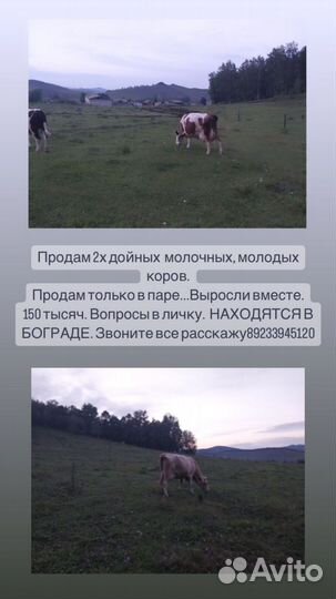 Продам двух молочных,молодых коров