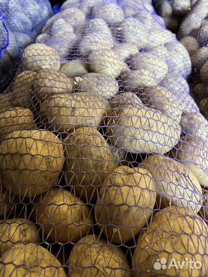 Продам картофель оптом