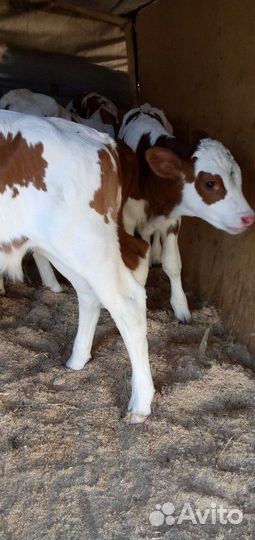 Телята бычки