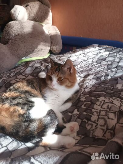 Кошки в добрые руки