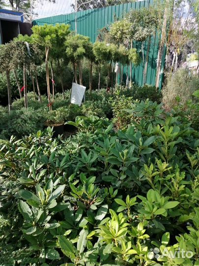 Саженцы декоративных, лиственных, плодовых и т.д