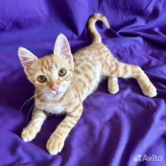 Рыжик в добрые руки