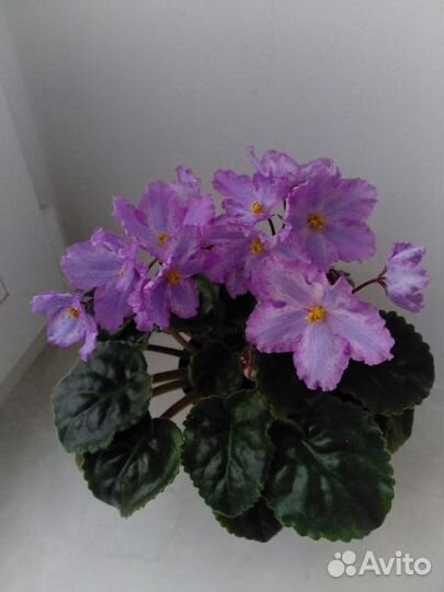 Фиалки химеры DS Вам и не снилось (Dimetris)