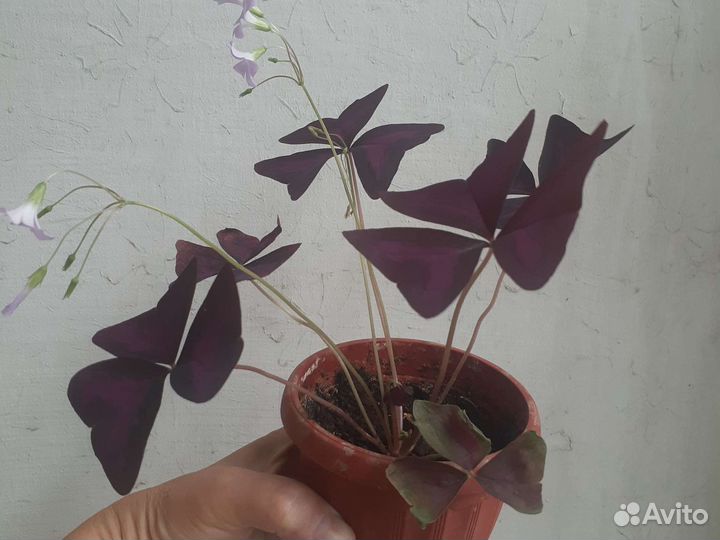 Оксалис (кислица)