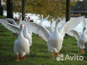 Инкубационное яйцо. Гусь Линда